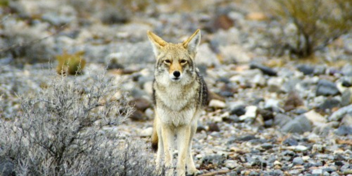 common dangerous animals in the Grand Canyon