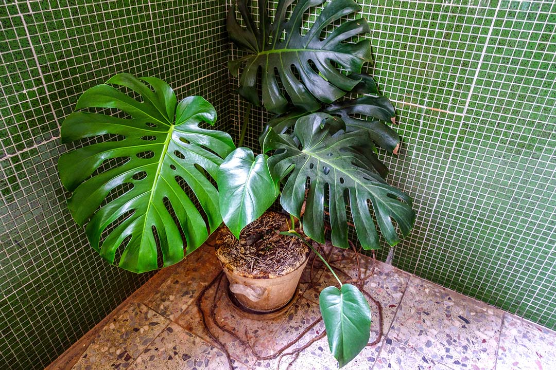 Swiss cheese plant in bathroom 