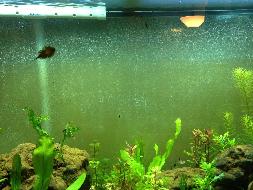 algea aquarium