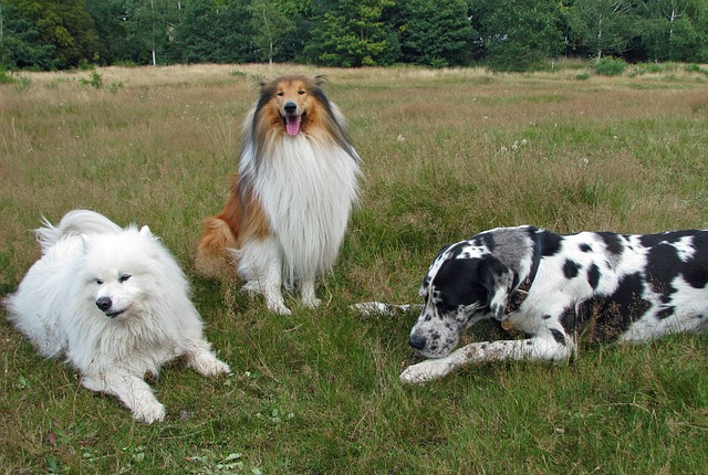 rough collie, collie, samoyed
