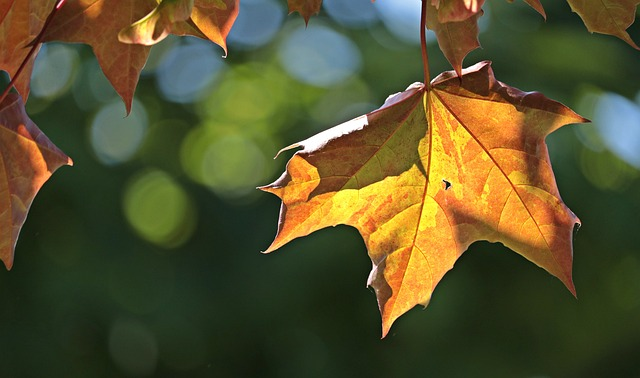 Leaves of a hard maple (sugar maple) tree