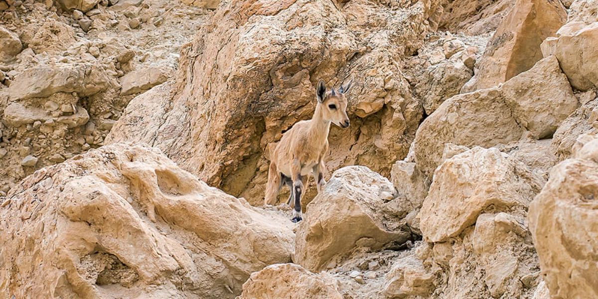 interesting animals in egypt