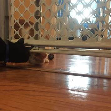 Zwart kitten snuffelt aan oudere kat door babyhekje