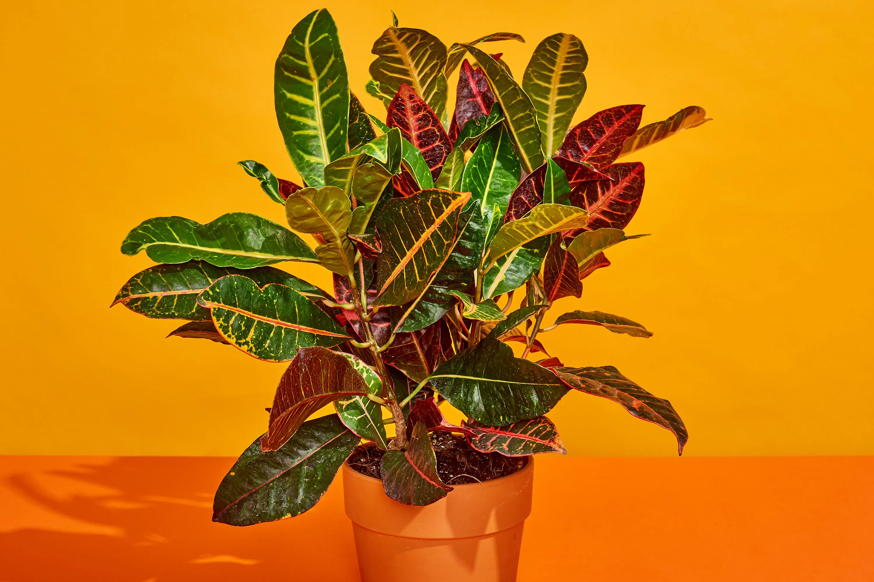 caring for houseplant