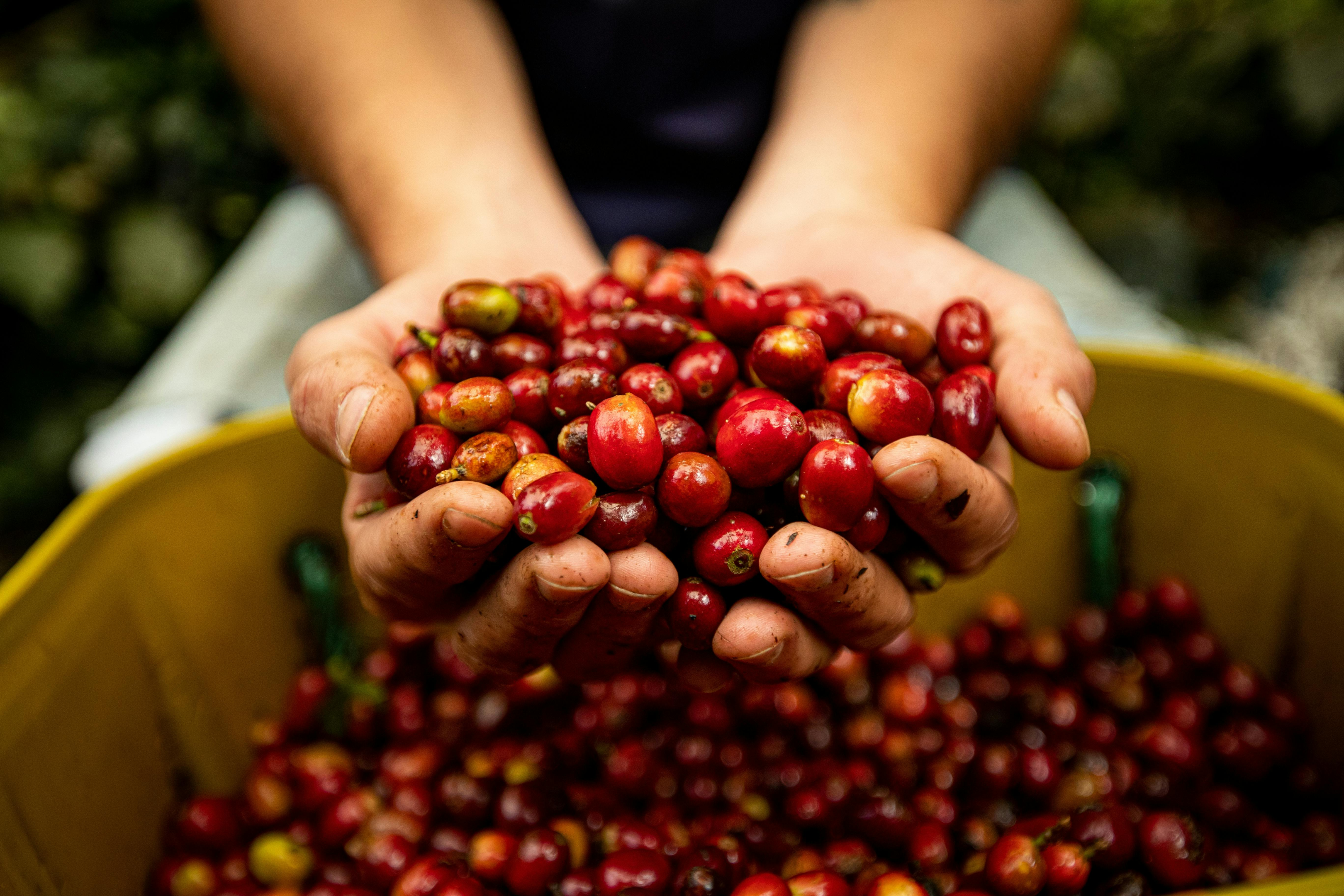 person cupping coffee cherries with two hands