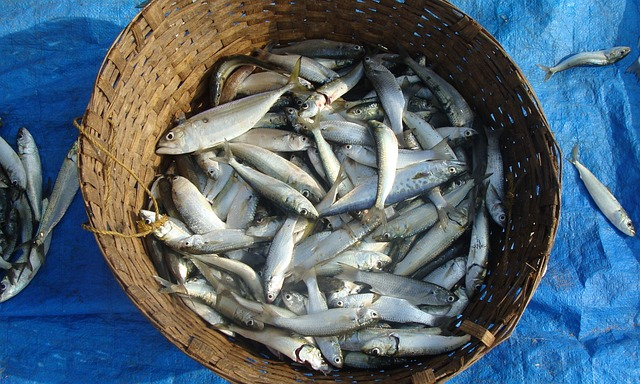 fish, indian oil sardine, sardinella longiceps