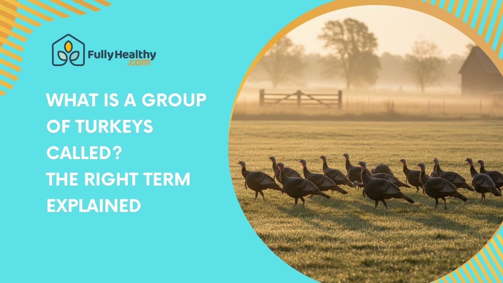 What Is a Group of Turkeys Called? The Right Term Explained