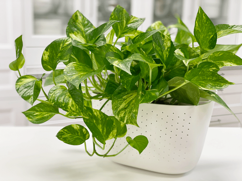 Pothos (Epipremnum Aureum)