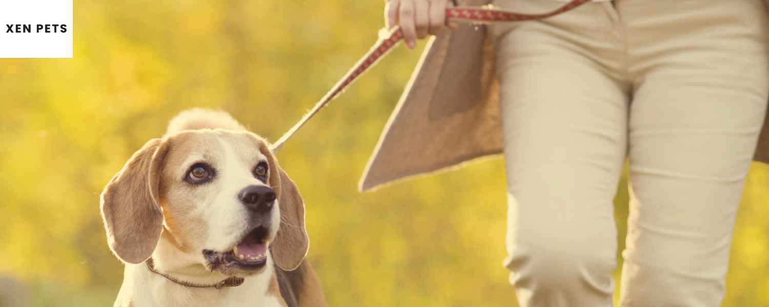 Dog on a leash walking next to woman