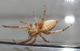 yellow ghost spider (MatBio: ARACHNIDS - Matanzas Biodiversity) ·  iNaturalist