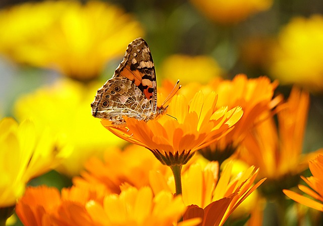 butterfly, flower background, beautiful flowers digitall art