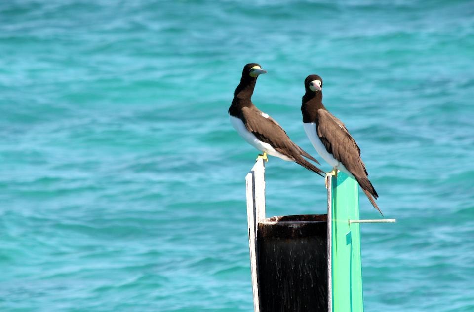 Dry Tortugas National Park: