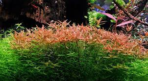 How to grow Rotala Rotundifolia - The 2Hr Aquarist