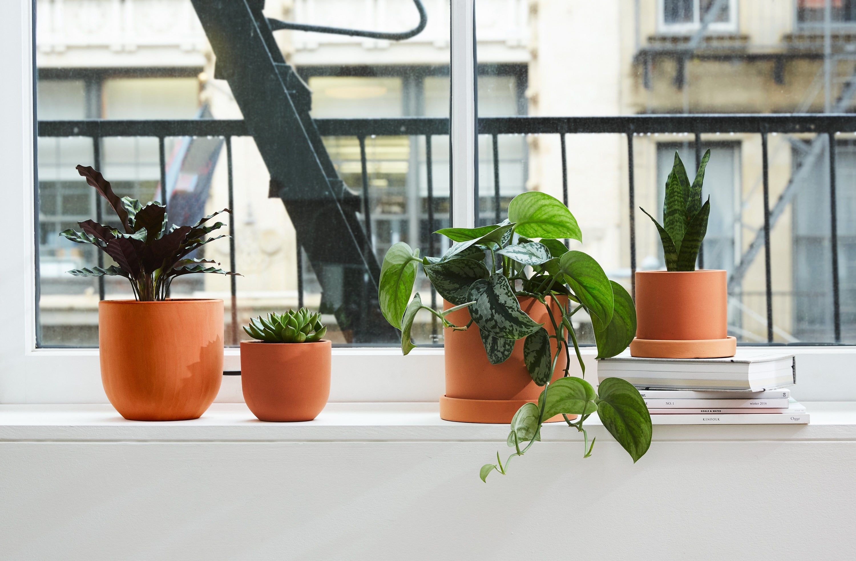 Selecting the Right Houseplants for Your Needs