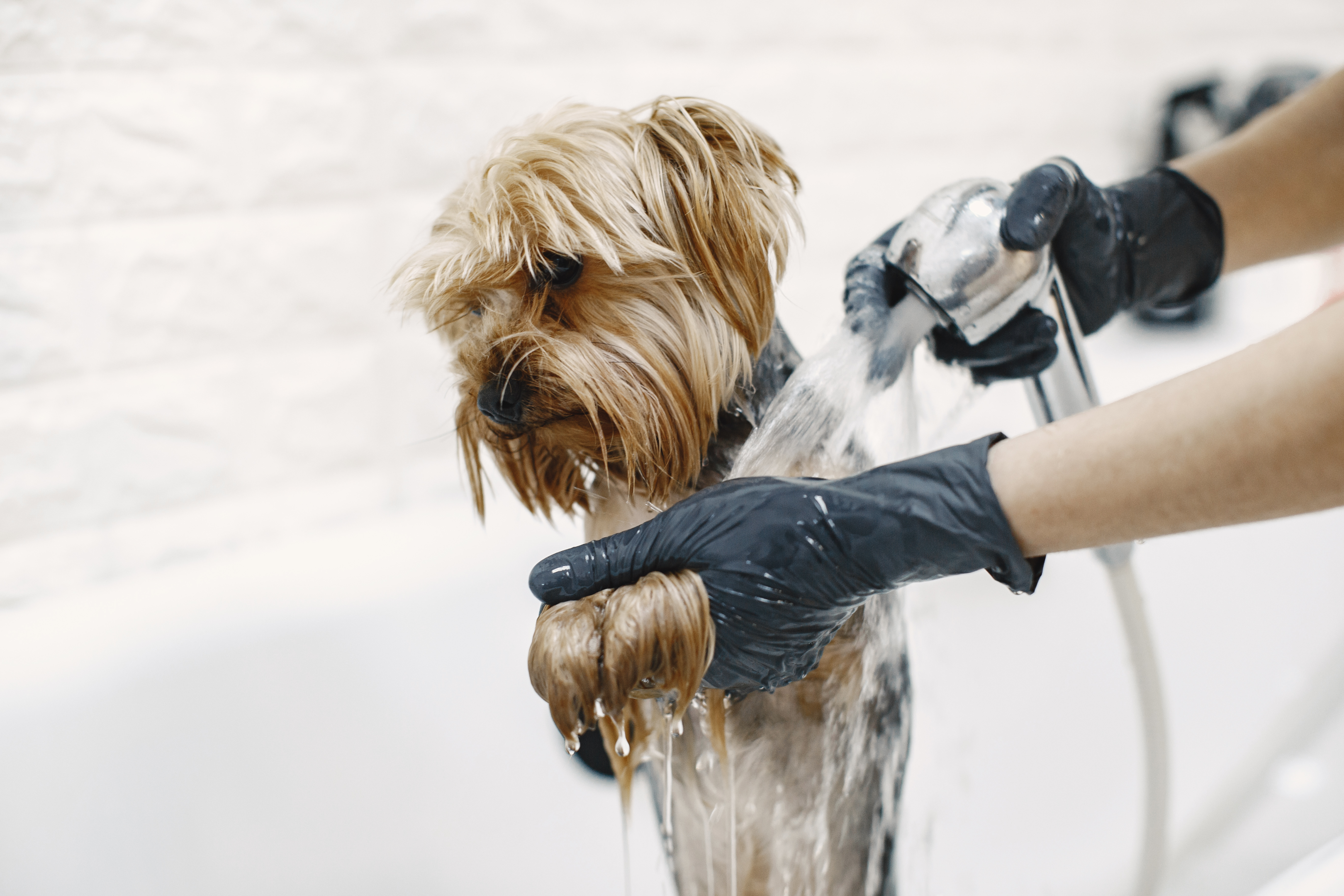 grooming process, longhaired dogs