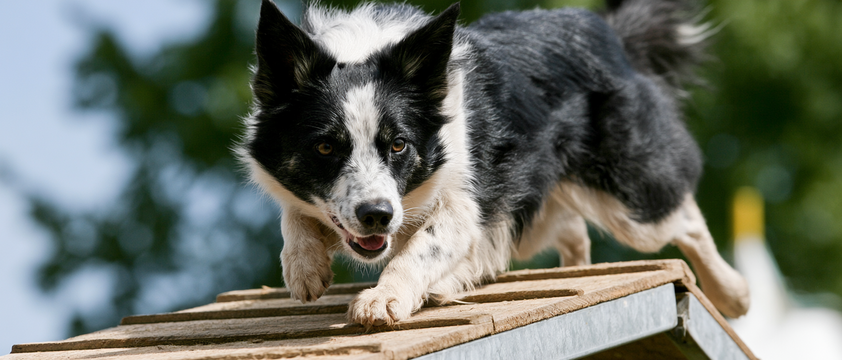 dog agility a frame