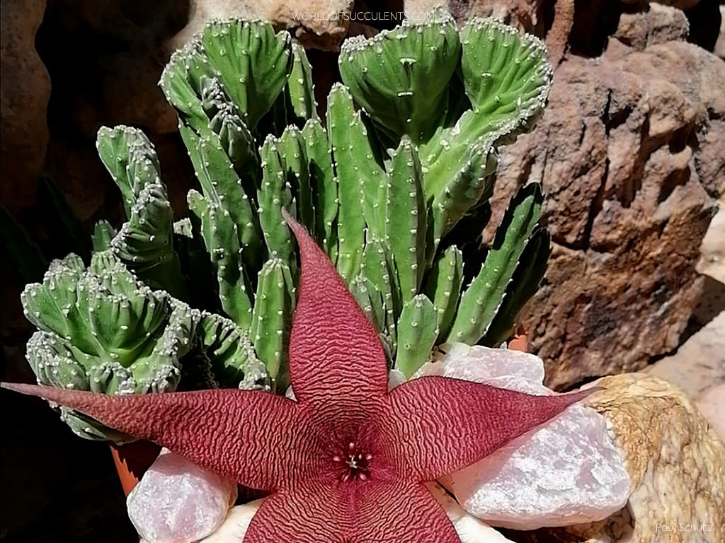 starfish cactus, starfish flower cactus