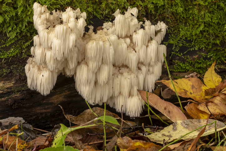 Lion's Mane Mushroom in the wild - Photo By Karl Bock / iStock