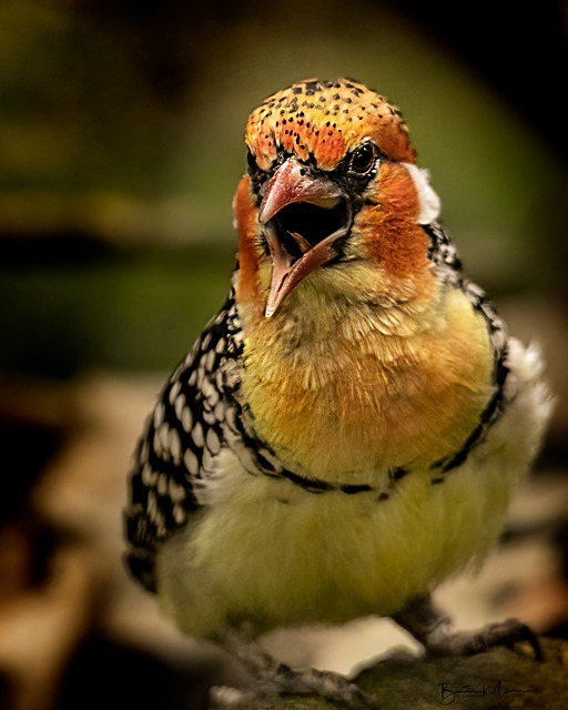 bird, red and yellow barbet, Birds that start with R