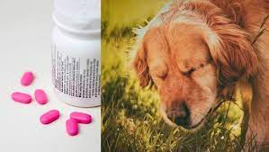 Benadryl For Dogs: Dosage, Uses, & Side Effects - DogTime