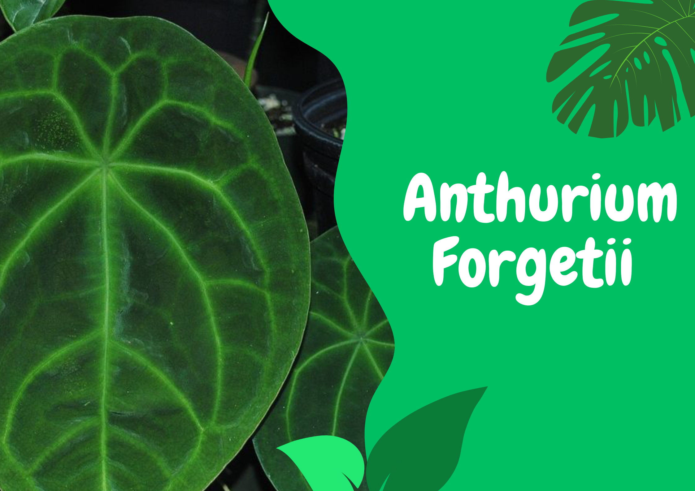 anthurium forgetii