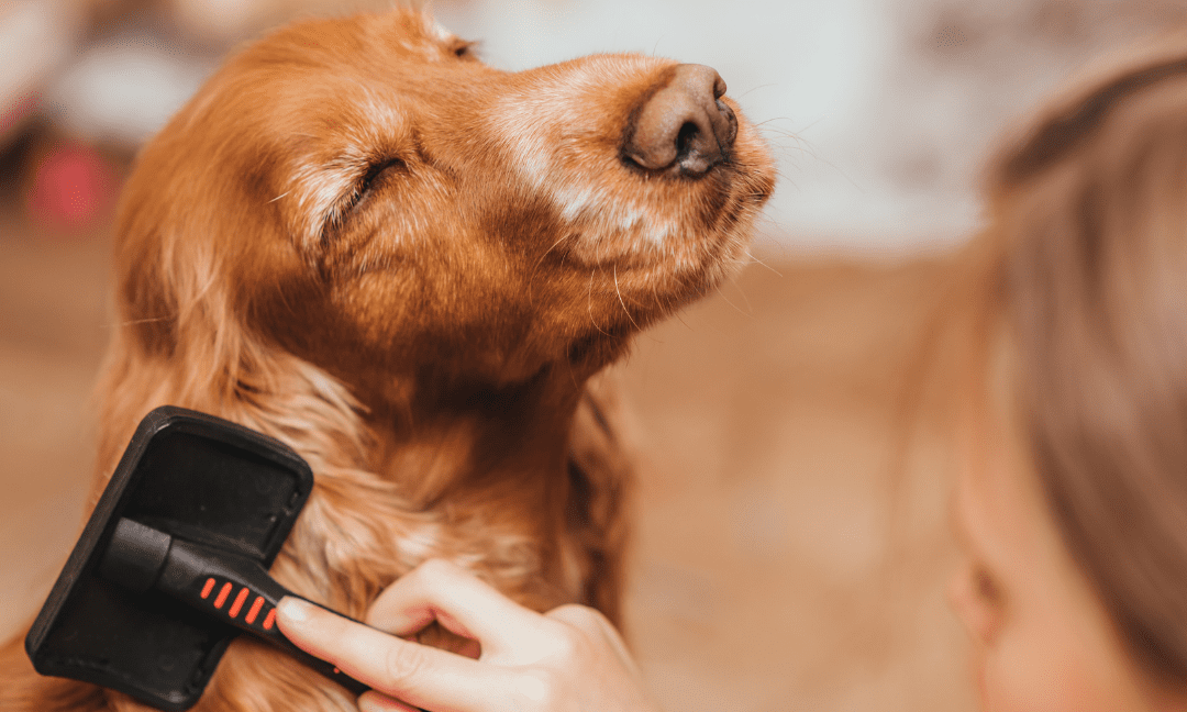 remove pet hair, dog brushing