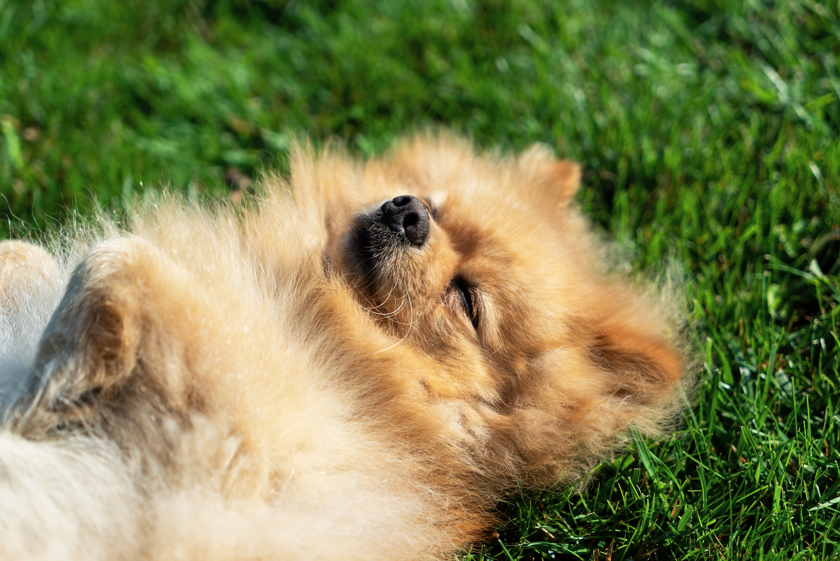 small dogs, american kennel club, companion dogs