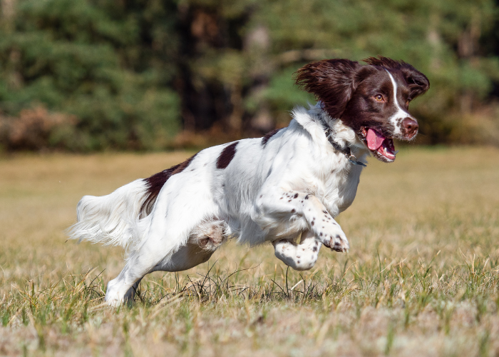 One of the medium sized dog breeds suitable for apartment living