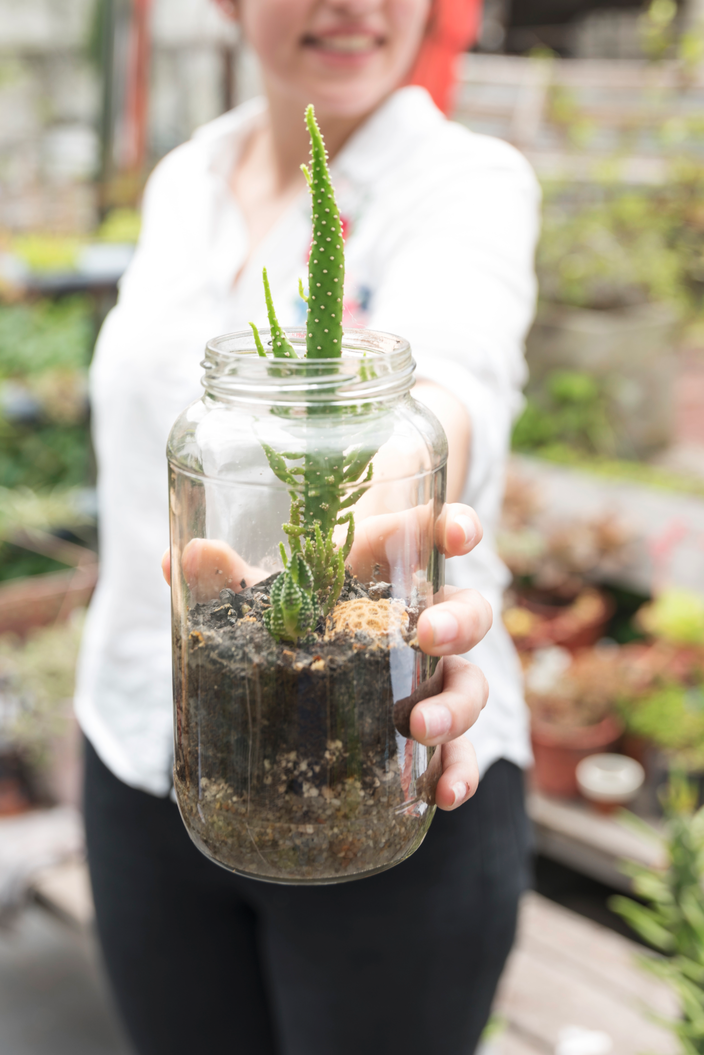 glass, small terrarium plants, plantj