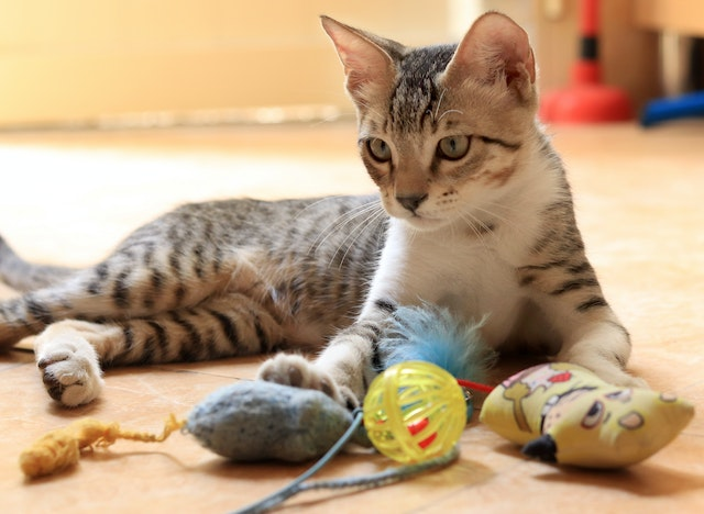 6 Best Chew Toys For Cats Rexipets