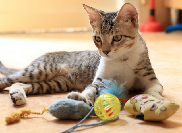 Best chew outlet toys for kittens