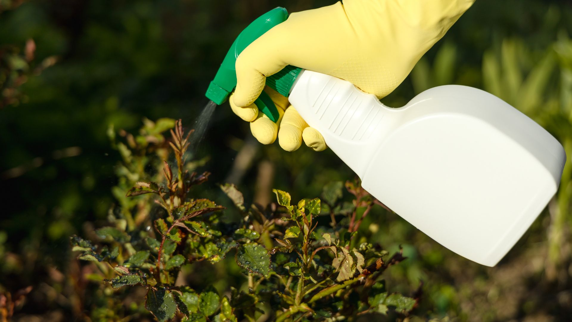 An image of a person spraying their bushes to prevent pests as part of an integrated pest management program.