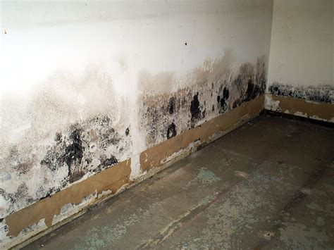 Mold on walls due to damp