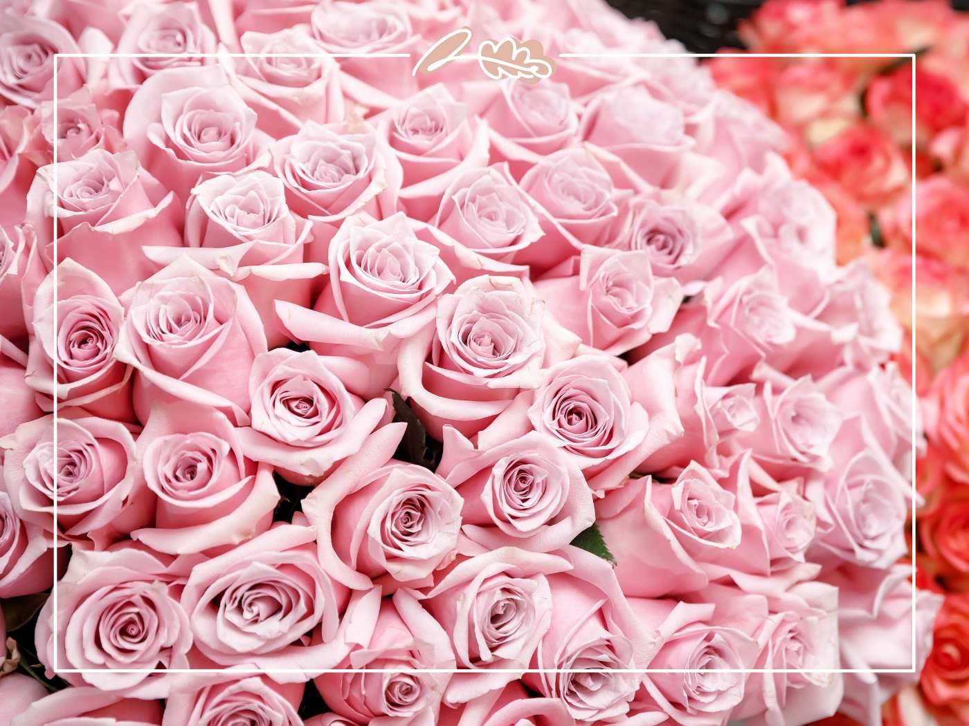 Close-up of pale pink roses in a lush bouquet, soft romantic Valentine’s palette, with Fabulous Flowers border.