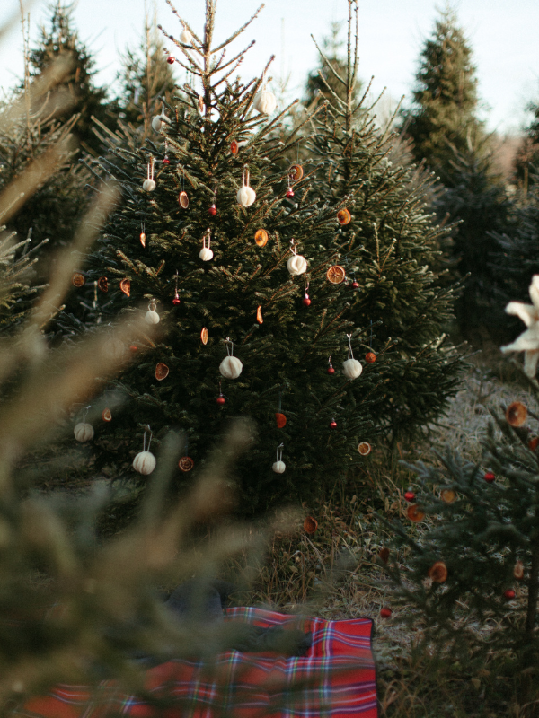 Christmas trees in a lot