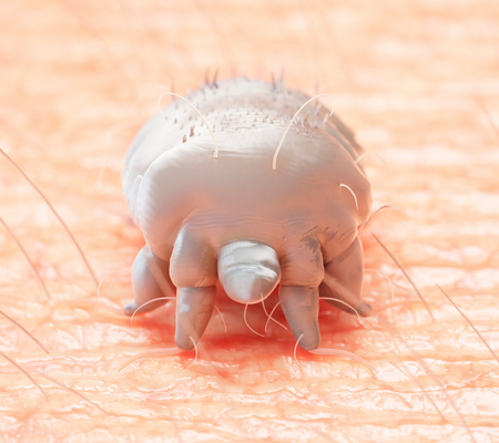 A Scabies Mite