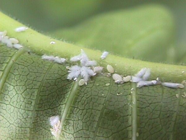 Mealybugs on underside of plumeria leaf