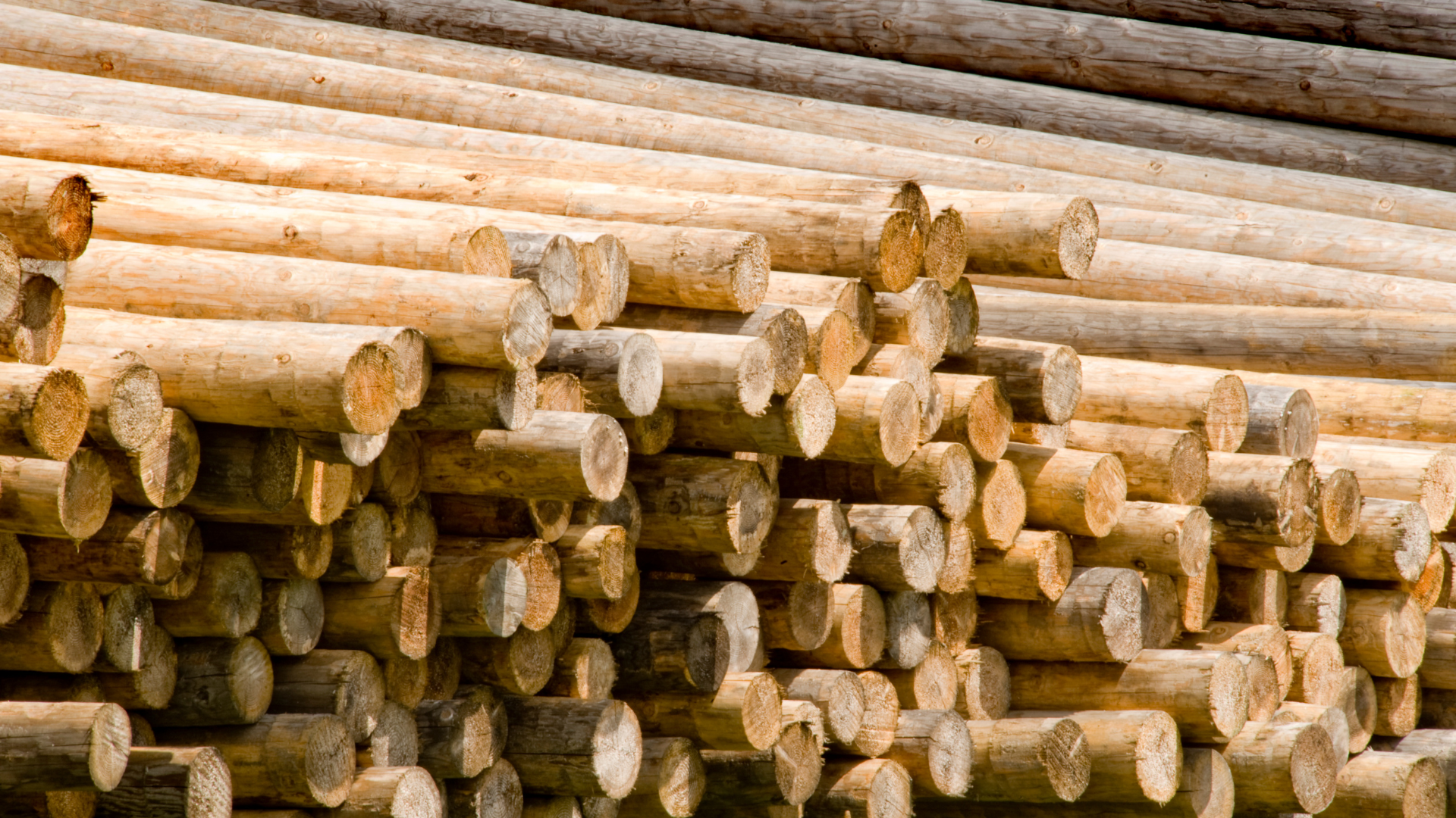 A pile of timbers ready to be turned into telephone and utility poles.