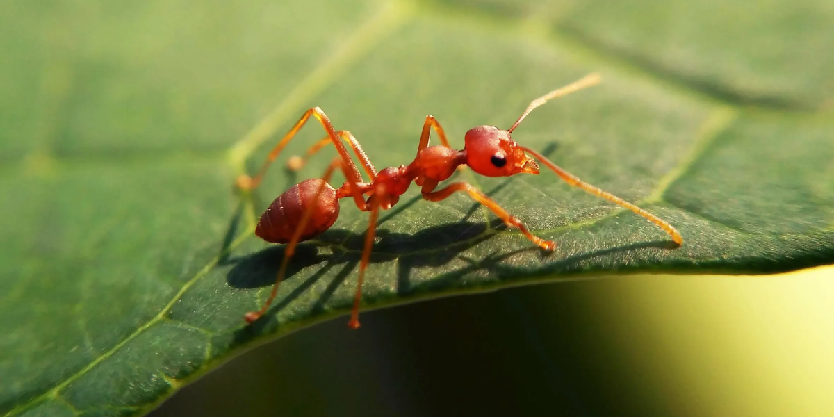 fire ants, interesting animals