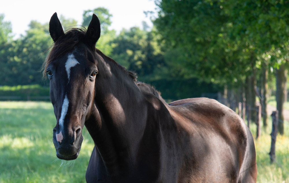 tennesee walking horses, tennessee walking horses, tennessee walking horses