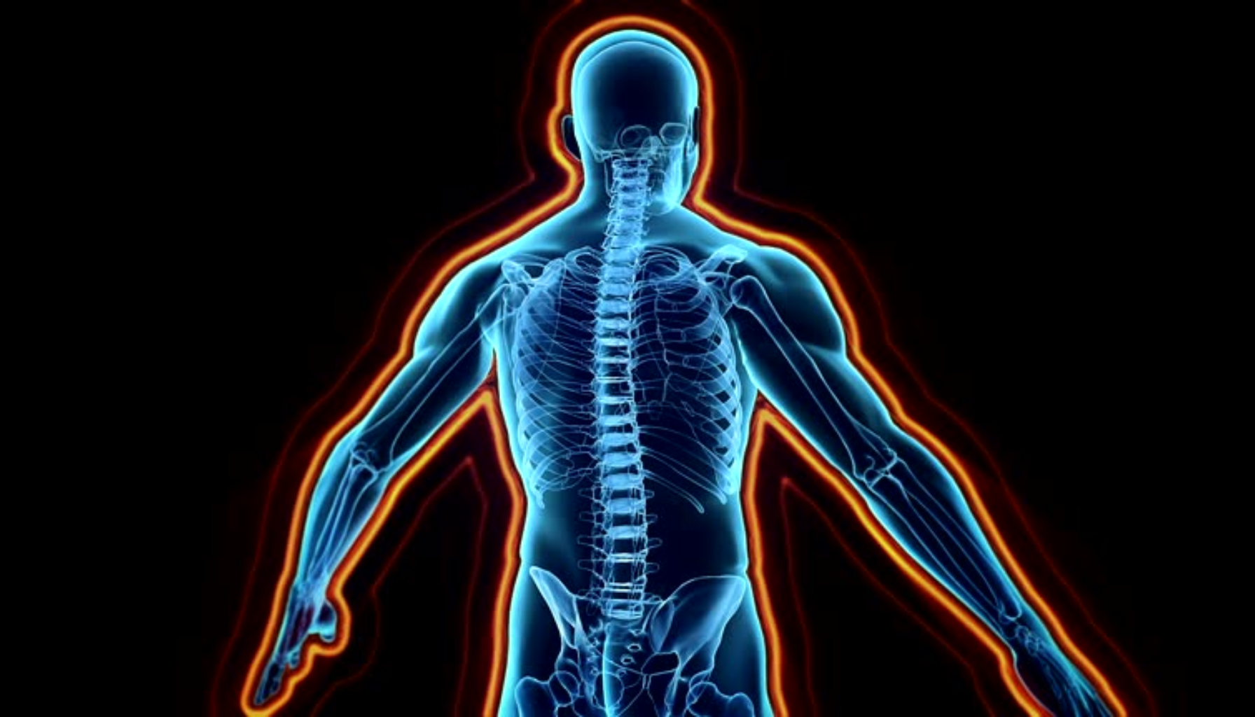 Digital illustrasjon av menneskekroppens skjelettsystem og ryggrad sett bakfra, med fokus på nervesystemets plassering og struktur.