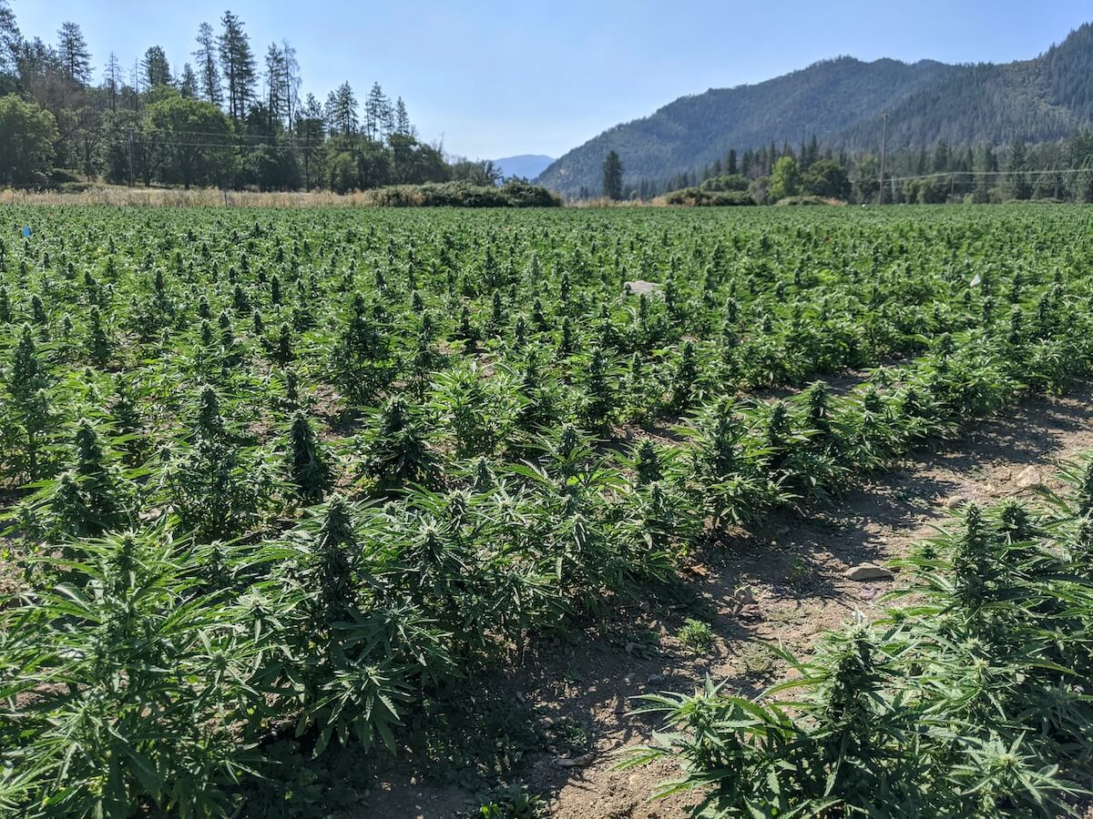 Outdoor Marijuana Growing