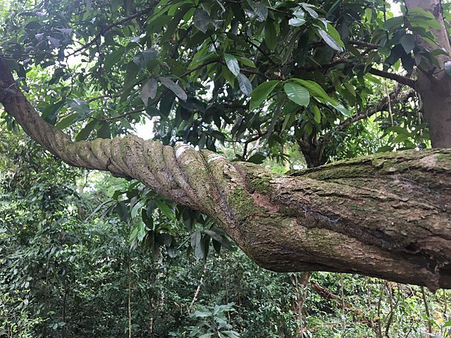 A Comprehensive List Of Psychoactive Plants 1UpMaps Psychedelics