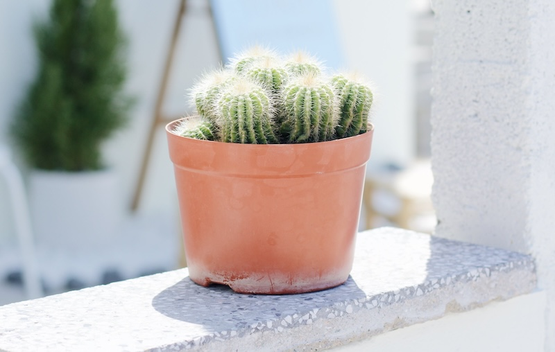 light conditions, cacti