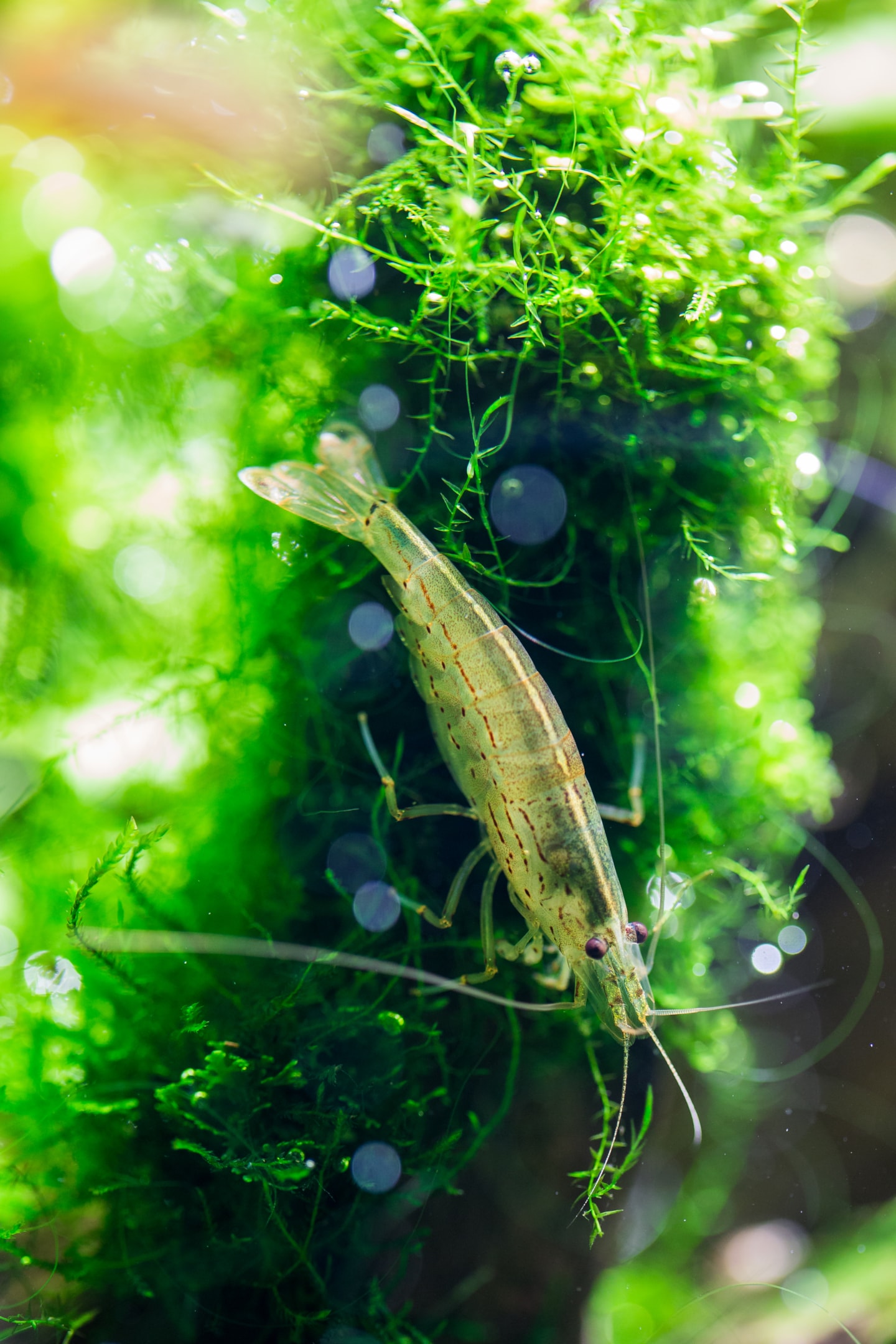 calming effect of fish tank