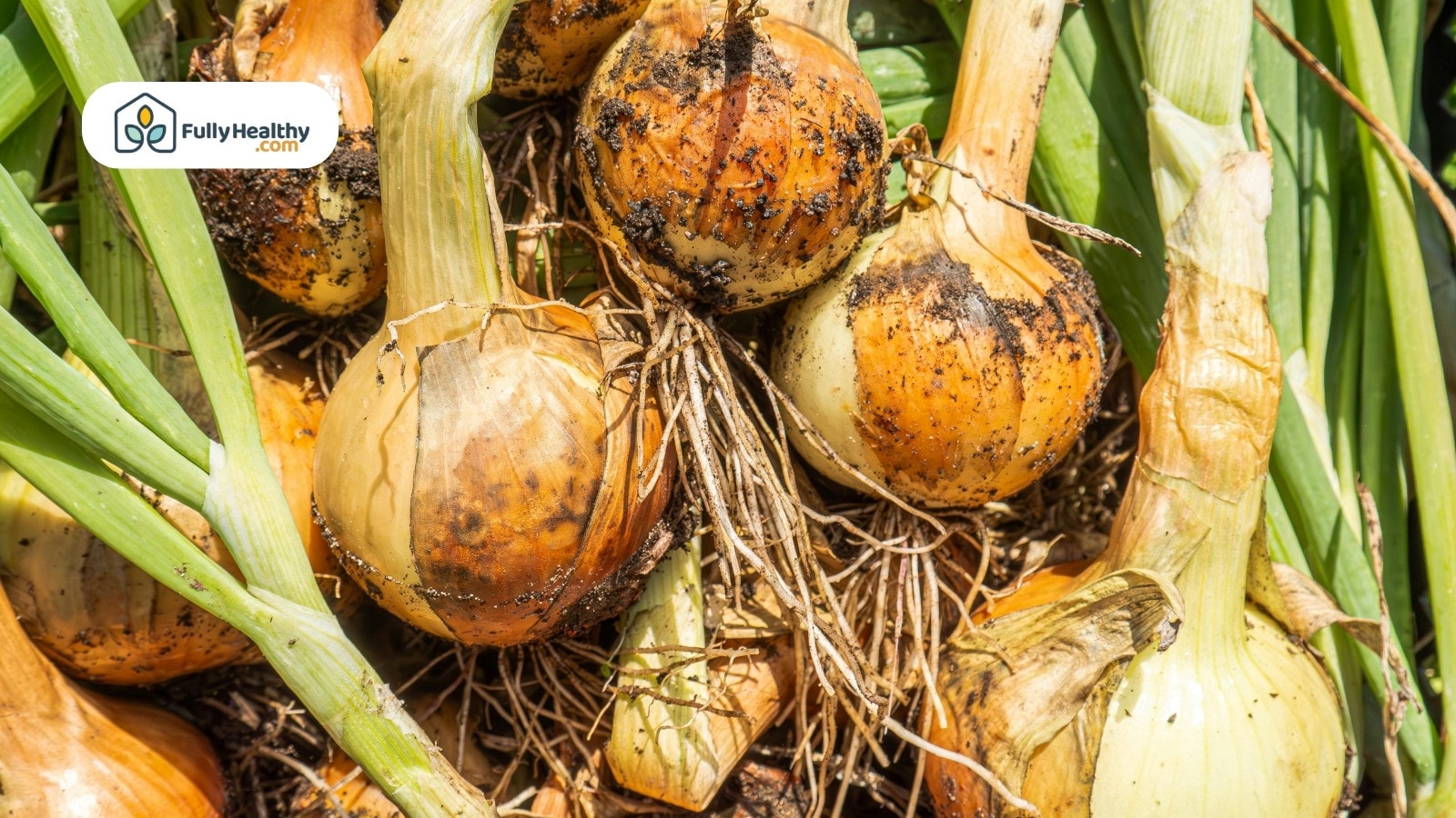Freshly harvested onions with roots and soil still attached