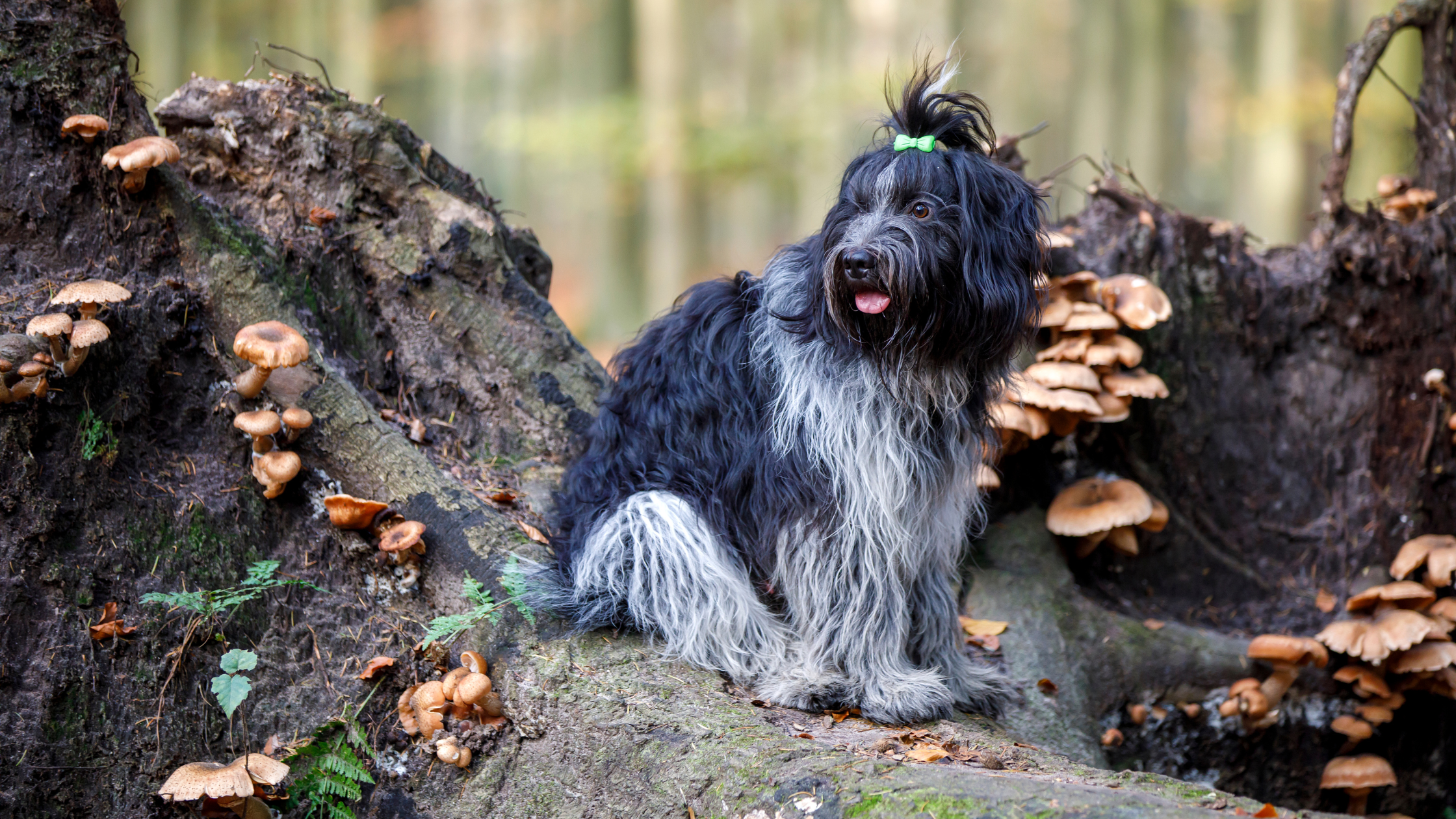 A Schapendoes dog standing next to a tree stump covered in mushrooms