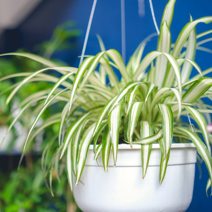 Spider plant with long, thin leaves