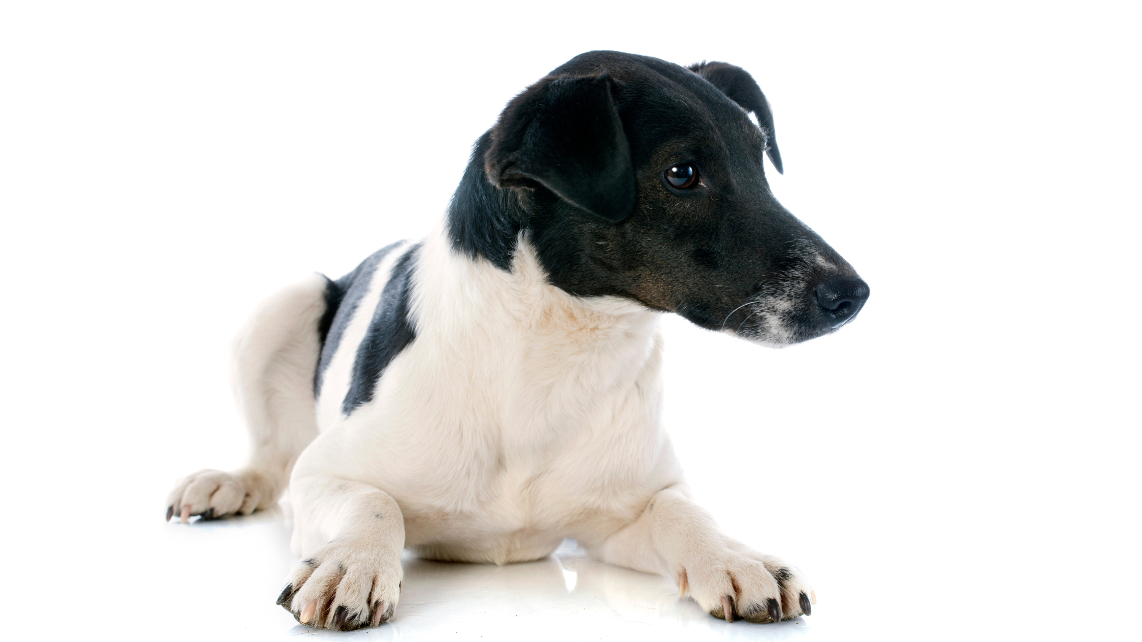 A Smooth Fox Terrier puppy against a white background