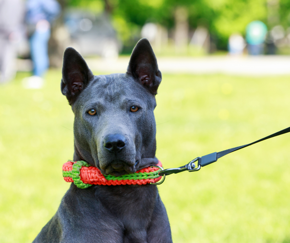 A face view of a Thai Ridgeback dog during a training session